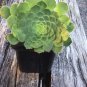 100 Seeds Fresh Rare Aeonium tabuliforme Succulent Plant sementes