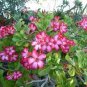 100 Seeds Fresh Real Adenium oleifolium - Adenium Obesum semillas