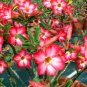 100 Seeds Fresh Real Adenium oleifolium - Adenium Obesum semillas