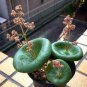 100 Seeds Fresh Real Crassula Umbella Semillas Bonsai Succulents Plant