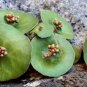 100 Seeds Fresh Real Crassula Umbella Semillas Bonsai Succulents Plant