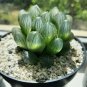 50 Seeds Fresh Real Haworthia cooperi Baker Plant semillas Sementes