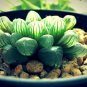 50 Seeds Fresh Real Haworthia cooperi Baker Plant semillas Sementes