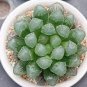 50 Seeds Fresh Real Haworthia cooperi Baker Plant semillas Sementes