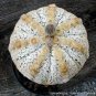 10 Seeds Fresh seeds Astrophytum asterias Superkabuto Rare Cactus