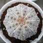 10 Seeds Fresh seeds Astrophytum asterias Superkabuto Rare Cactus