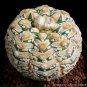 10 Seeds Fresh seeds Astrophytum asterias Superkabuto Rare Cactus