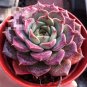 100 Seeds Fresh Succulent Plant Bonsai Radiation Succulents Sedum Bonsai