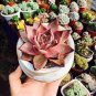 100 Seeds Fresh Succulent Plant Bonsai Radiation Succulents Sedum Bonsai