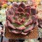 100 Seeds Fresh Succulent Plant Bonsai Radiation Succulents Sedum Bonsai