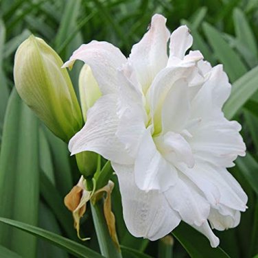 100 Seeds Fresh White Amaryllis
