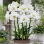 100 Seeds Fresh White Amaryllis