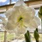 100 Seeds Fresh White Amaryllis