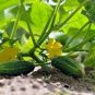 80 Seeds Fruit cucumber