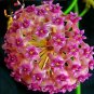 100 Seedsr Fuchsia Ball Orchid Bonsai Hoya Carnosa Flores