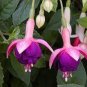 100 Seeds Fuchsia Lanterns