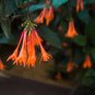 10 Seeds Fuchsia Orange Flowers with Dark Red Centre Flowers