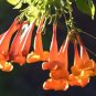 10 Seeds Fuchsia Orange Flowers with Dark Red Centre Flowers