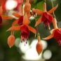 10 Seeds Fuchsia Orange Flowers with Dark Red Centre Flowers