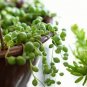 100 Seeds Gardem Beads Senecio Rowleyanus Bonsai Pearl Chlorophytum Succulent Plants