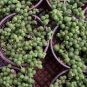 100 Seeds Gardem Beads Senecio Rowleyanus Bonsai Pearl Chlorophytum Succulent Plants