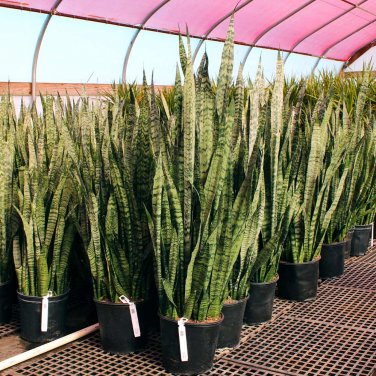 400 Seeds Garden Bonsai Sansevieria