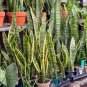 400 Seeds Garden Bonsai Sansevieria