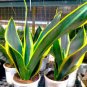 400 Seeds Garden Bonsai Sansevieria