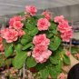 100 Seeds Garden Dwarf Balsam Pretty Double Impatiens Flower Novelty Bonsai