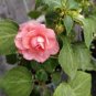 100 Seeds Garden Dwarf Balsam Pretty Double Impatiens Flower Novelty Bonsai