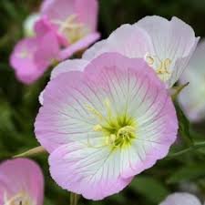 100 Seeds Garden Evening Primrose Seeds Mixed Yellow Pink Flowers