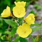100 Seeds Garden Evening Primrose Seeds Mixed Yellow Pink Flowers