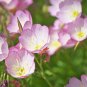100 Seeds Garden Evening Primrose Seeds Mixed Yellow Pink Flowers