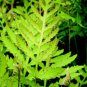 100 Seeds Garden Fern Rare Creeper Vines Grass Dark Green Pink Leaves