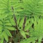100 Seeds Garden Fern Rare Creeper Vines Grass Dark Green Pink Leaves