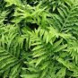 100 Seeds Garden Fern Rare Creeper Vines Grass Dark Green Pink Leaves