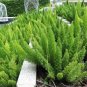 100 Seeds Garden Foxtail Fern