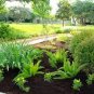 100 Seeds Garden Foxtail Fern