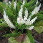 100 Seeds Garden Foxtail Fern Bonsai Green and White Mixed Colors