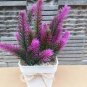 100 Seeds Garden Foxtail Fern Purple White Mixed Colors
