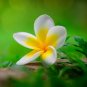 100 Seeds Garden Frangipani Plumeria Rubra Flower