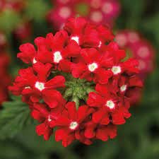 100 Seeds Garden Plant Semi-Trailing Verbena Bonsai