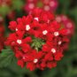 100 Seeds Garden Plant Semi-Trailing Verbena Bonsai