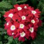 100 Seeds Garden Plant Semi-Trailing Verbena Bonsai