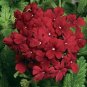 100 Seeds Garden Plant Semi-Trailing Verbena Bonsai