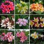 100 Seeds Garden Plumeria Mixed 8 Colors
