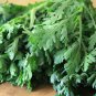2000 Seeds Garland Chrysanthemum