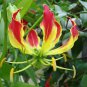 50 Seeds Garland Flame Lilium brownii Flower Balcony