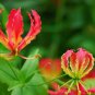 50 Seeds Garland Flame Lilium brownii Flower Balcony
