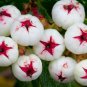 5 Seeds Gaultheria hispida Seeds Snowberry